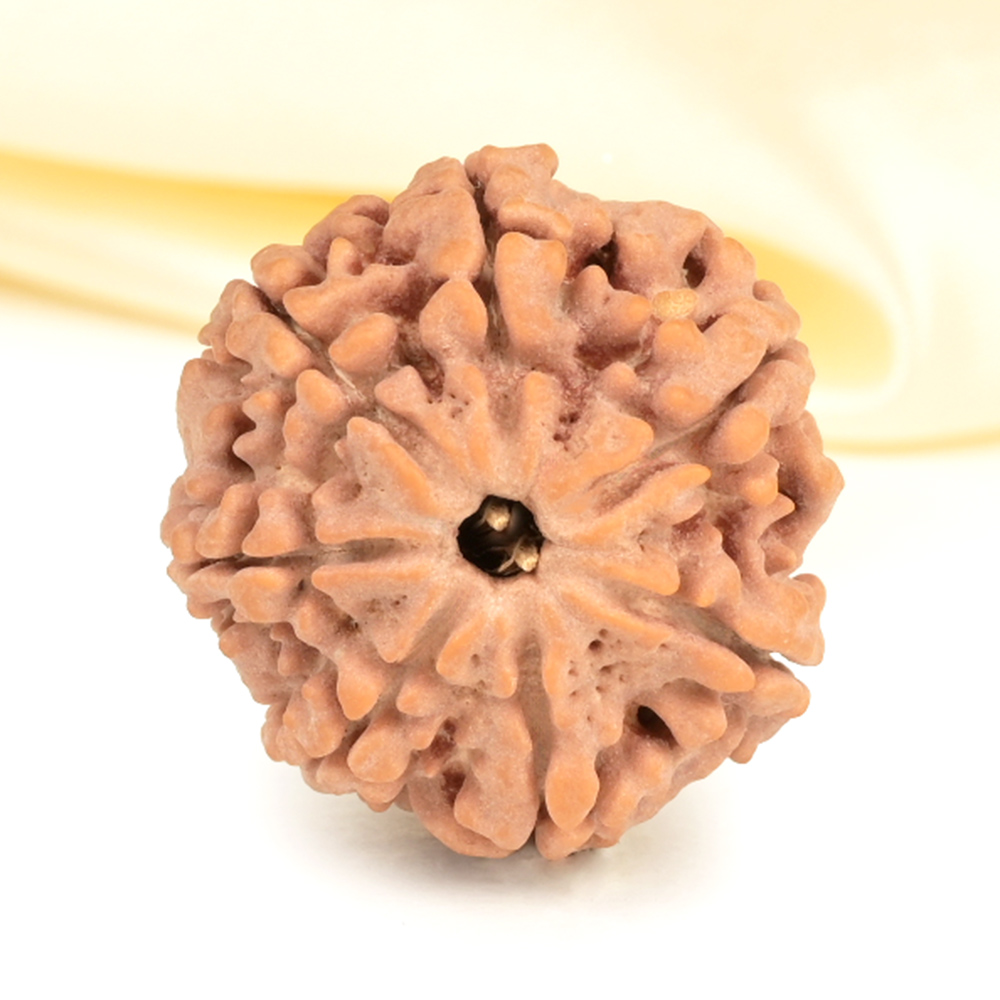 Super Collector 7 Mukhi from Nepal - DCXXVI